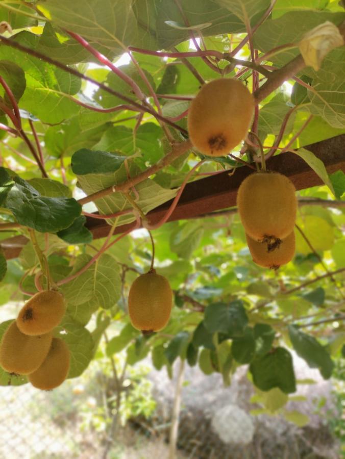 帕雷迪什迪科拉Casa Da Mata别墅 外观 照片